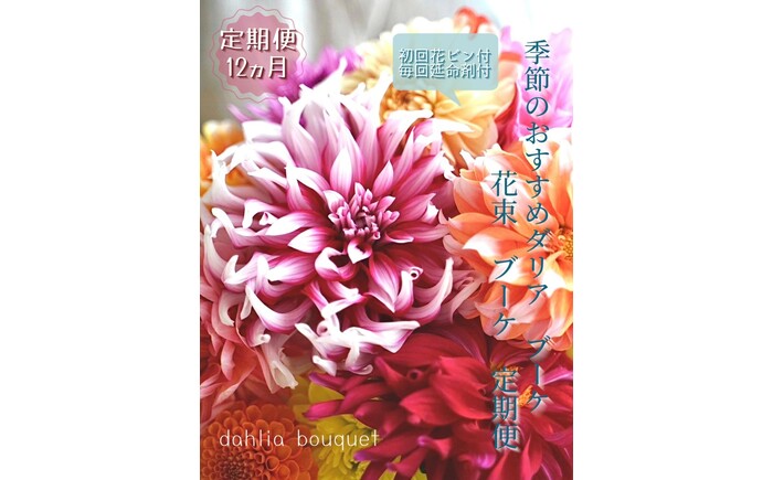 【定期便】ダリア花束初回花瓶付き 12ヶ月定期便 / ダリア お花 フラワー 大輪 花束 定期便 高知 生花 誕生日 ギフト 季節の花 延命剤付き インテリア 華やか 自分へのご褒美【株式会社tomoni】 [ATCG052]