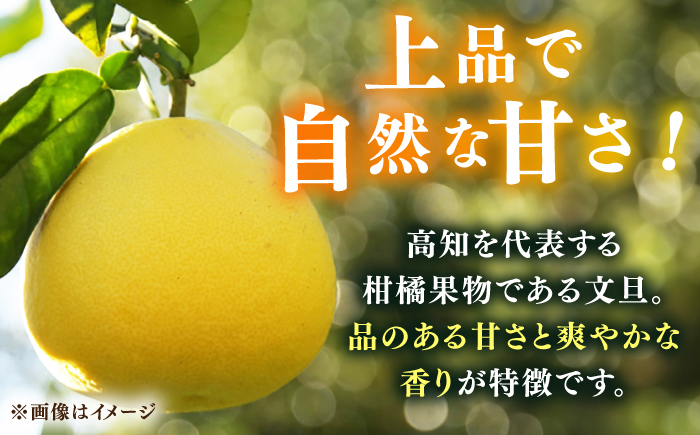 【先行予約】高知県産 訳あり 土佐文旦 約10kg 〈2025年2月〜発送〉 / 傷 シミの訳アリ 大容量 ぶんたん 文旦 訳あり わけあり 果物 【株式会社　四国健商】 [ATAF038]