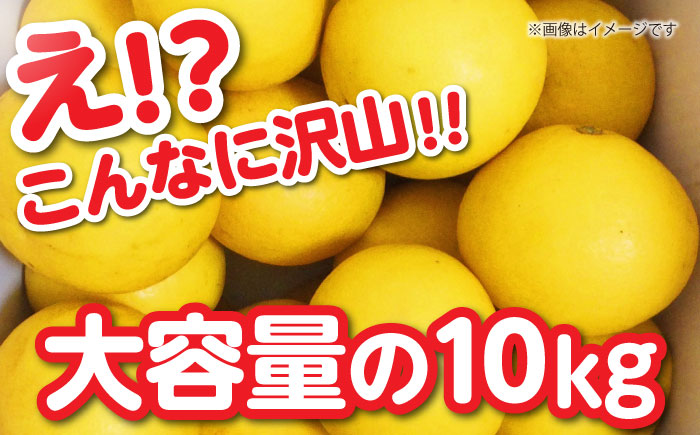 【訳あり】高知県産 土佐文旦 ご家庭用 約10kg（20玉前後）〈2025年3月上旬〜発送〉/味や品質には問題なし！皮に擦れや傷あり 訳アリ 高知 土佐 文旦 柑橘 家族 【SHOP KEYYA】 [ATAO010]