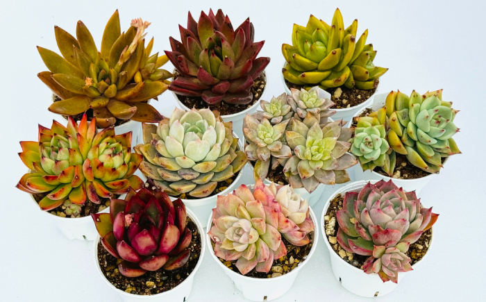 多肉植物 初心者さんも育てやすい エケベリア おまかせ 5種セット / 植物 インテリア 苗 自然 ナチュラル 緑 置物 初心者 栽培 【mucca】 [ATHD001]