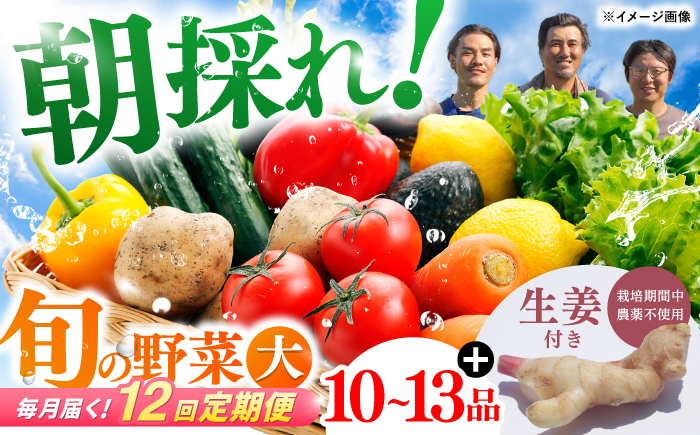【12回定期便】土佐の太陽をいっぱいに浴びた旬の野菜生姜約100gのセット「大」 (12回配送)【土佐野菜】 [ATBA016]