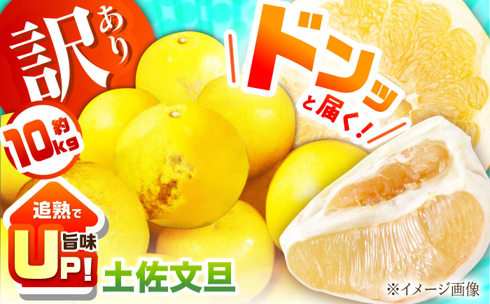 訳あり 土佐文旦 約10kg 追熟旨味UP 家庭用サイズ S〜2L ブンタンぶんたん 【グレイジア株式会社】 [ATAC474]