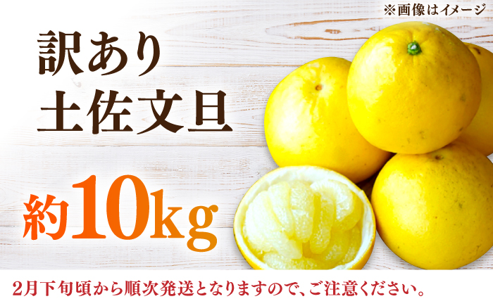 【先行予約】高知県産 訳あり 土佐文旦 約10kg 〈2025年2月〜発送〉 / 傷 シミの訳アリ 大容量 ぶんたん 文旦 訳あり わけあり 果物 【株式会社　四国健商】 [ATAF038]