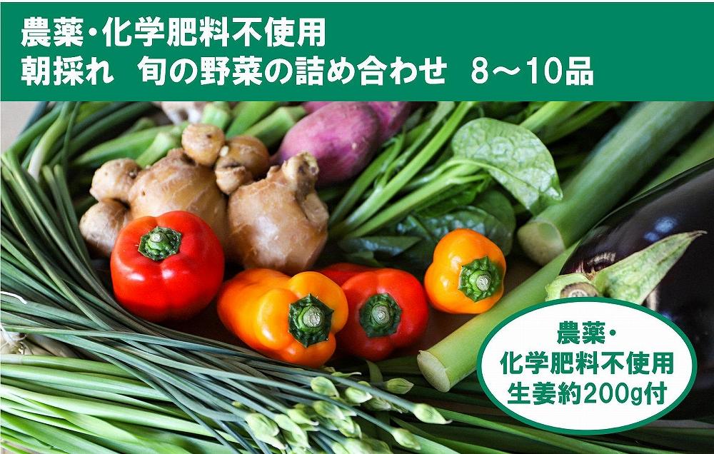 【栽培期間中農薬・化学肥料不使用】土佐の太陽をいっぱいに浴びた旬の野菜生姜約200gのセット「小」