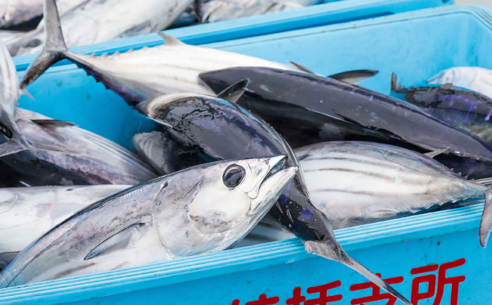 【冷凍】 びりガツオたたきと刺身 約250g/節 2節 冷凍 鰹 カツオ 魚 さかな 海鮮 魚介類 本場 土佐 個包装 ふるさと納税カツオ 高知県 高知市 刺し身 天然 【ゆず庵2】 [ATHM003]