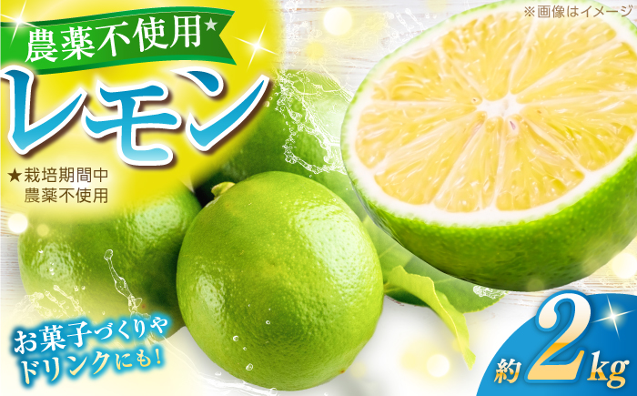 【先行予約】 レモン 約2kg 栽培期間中農薬不使用 〈2026年10月上旬～2026年12月末〉 / 高知 レモン 果物 柑橘 フルーツ デザート 調味料 料理 【川渕果樹園】 [ATHX008]