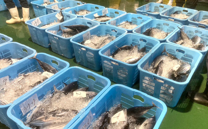 【土佐久礼かつお】 旬凍藁焼きタタキ 3〜4人前（約400g） / 高知 土佐 久礼 かつお カツオ 鰹 たたき タタキ 海鮮 魚 刺身 【株式会社ジャパンダイニング】 [ATHR001]