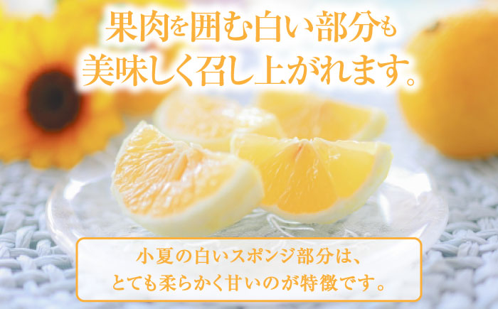 【先行予約】土佐小夏 Mサイズ 約5kg 36個前後 日向夏 みかん ニューサマーオレンジ 柑橘 フルーツ こなつ 小夏 果物 特産 5キロ 高知県 【フルーツショップオザキ】 [ATAH005]