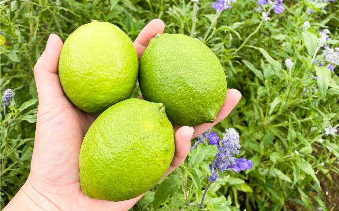 【先行予約】 レモン 約2kg 栽培期間中農薬不使用 〈2026年10月上旬～2026年12月末〉 / 高知 レモン 果物 柑橘 フルーツ デザート 調味料 料理 【川渕果樹園】 [ATHX008]