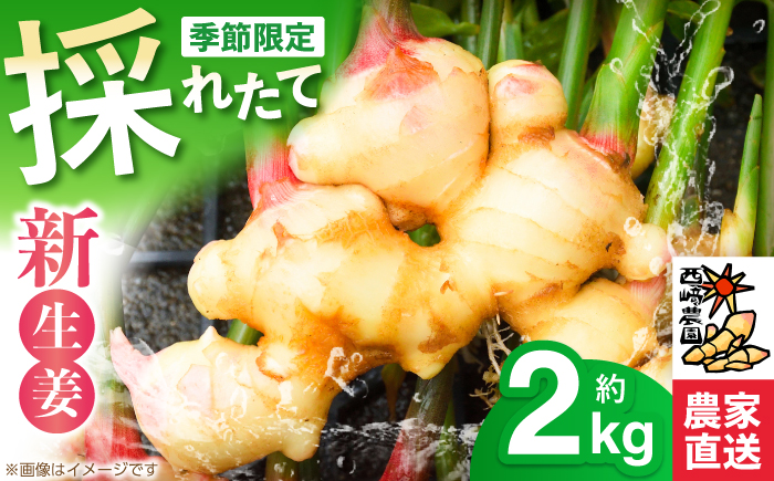 新生姜 ハウス栽培 約2kg 〈毎年4月～5月末発送〉 【西崎農園】 [ATIH001]