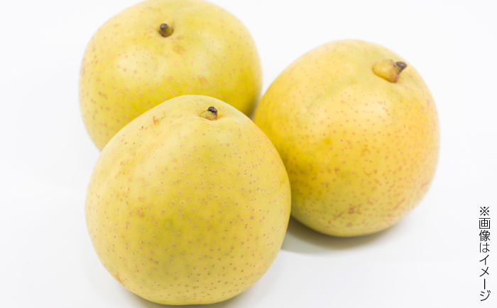 【先行予約】 川渕果樹園 八達梨 約4kg 家庭用 〈2025年10月〜発送〉 / 梨 なし ナシ 果物 フルーツ デザート 秋 甘い ジューシー 【株式会社Dorago】 [ATAM061]