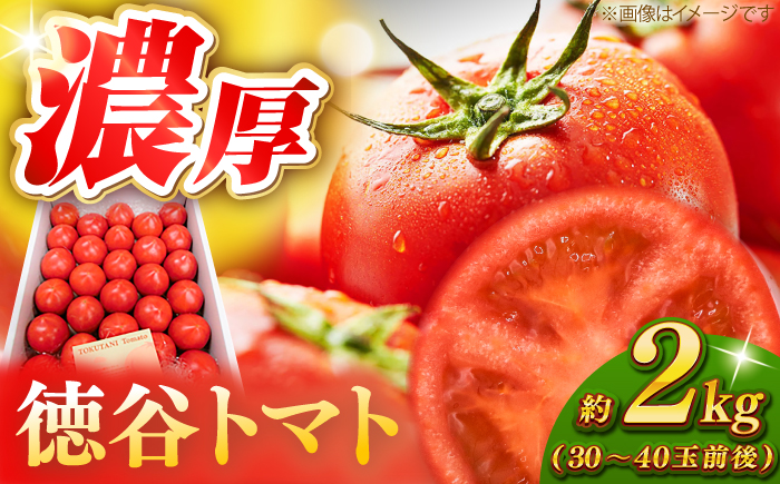 濃厚!徳谷トマト約2.0kg 箱詰 生産者指定なし 厳選上級品 元木青果 〈2026年6月中旬頃まで発送〉 【グレイジア株式会社】 [ATAC323]