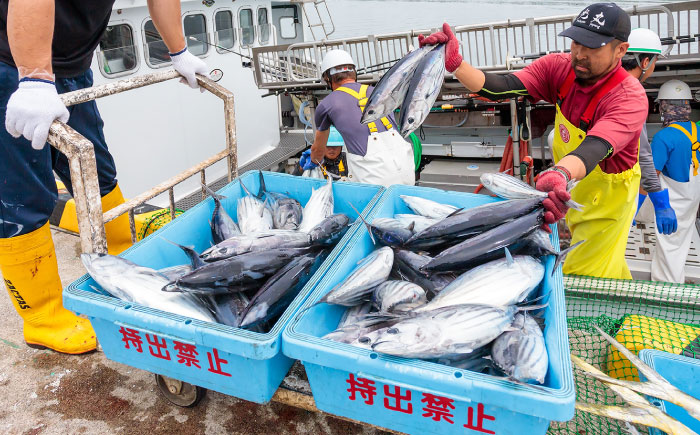 【冷蔵】びりガツオたたきと刺身 約250g/節 4節 冷蔵 かつおのたたき 鰹 カツオ 魚 さかな 海鮮 魚介類 本場 土佐 個包装 ふるさと納税カツオ 高知県 高知市 刺し身 天然 【ゆず庵2】 [ATHM002]
