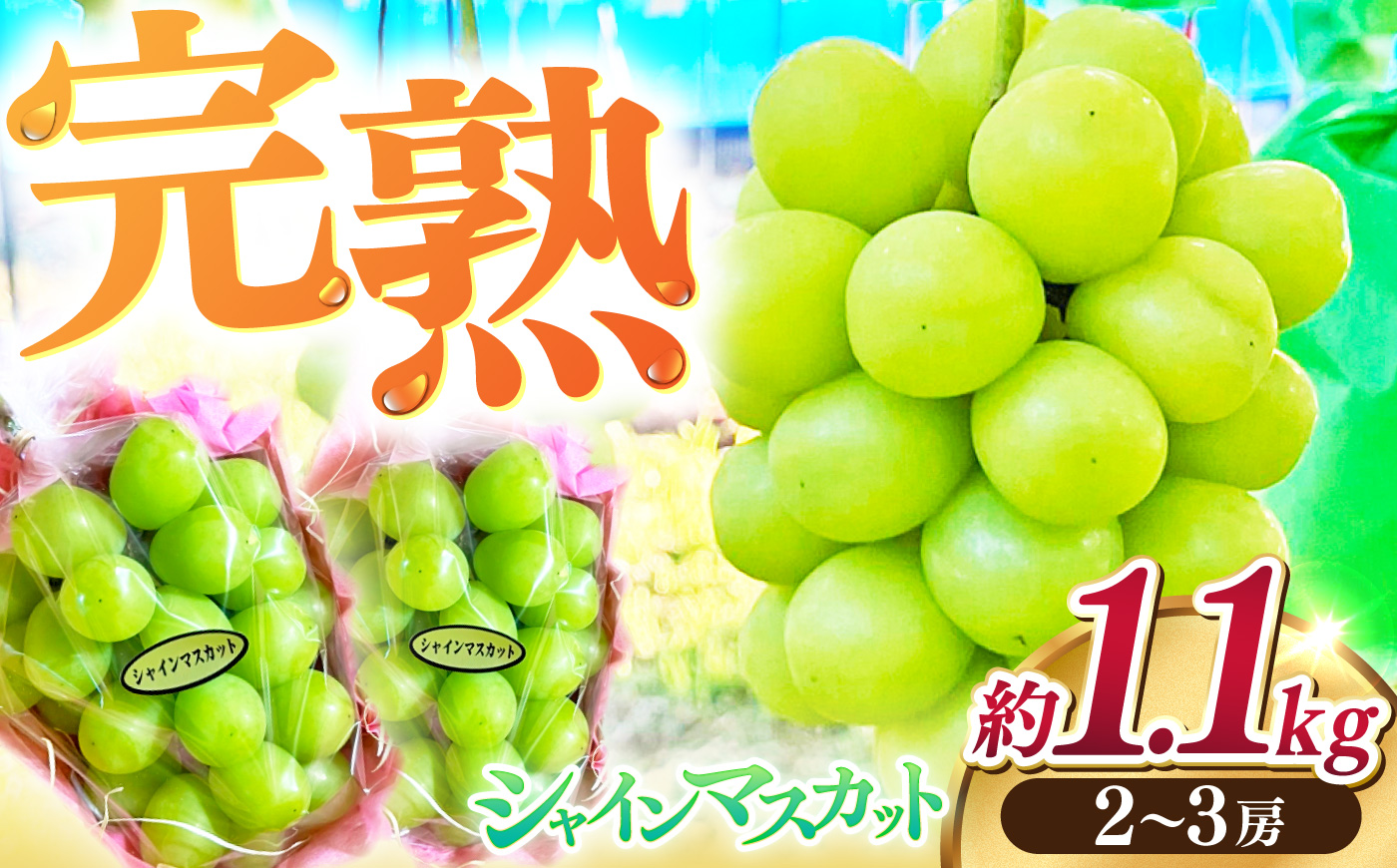 【先行予約】高知県産 生産者厳選！ シャインマスカット 約1.1kg（2～3房）〈2026年8月下旬～2026年9月末頃まで発送〉 / マスカット 果物 フルーツ デザート 【COCO葡萄園】 [ATIO001]