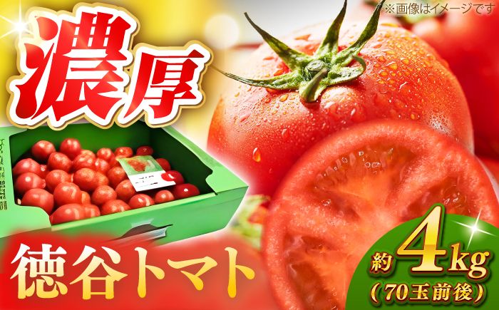 濃厚！徳谷トマト約4.0kg 箱詰 | 生産者指定なし 厳選上級品 元木青果 〈2026年6月中旬頃まで発送〉 【グレイジア株式会社】 [ATAC324]