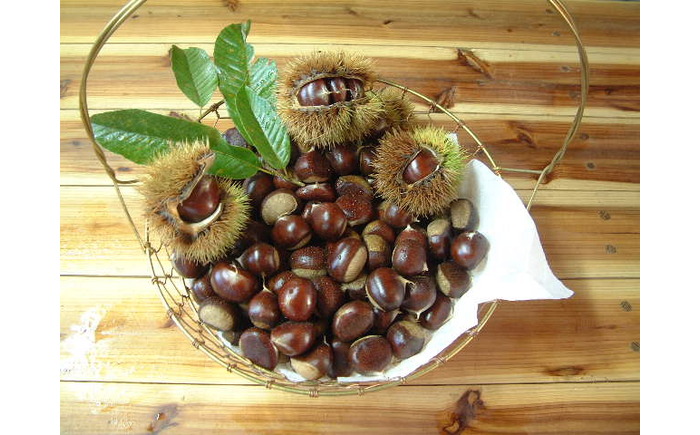 【先行予約】高級生栗 まるっこ栗  約1kg ＜2026年10月中旬〜発送＞  夢甘栗 秀品 生栗 生 くり 栗 果物 クリ 秋 和栗 栗ご飯 季節限定 【仁淀川流域夢甘栗生産者組合 くり蔵】 [ATDR003]