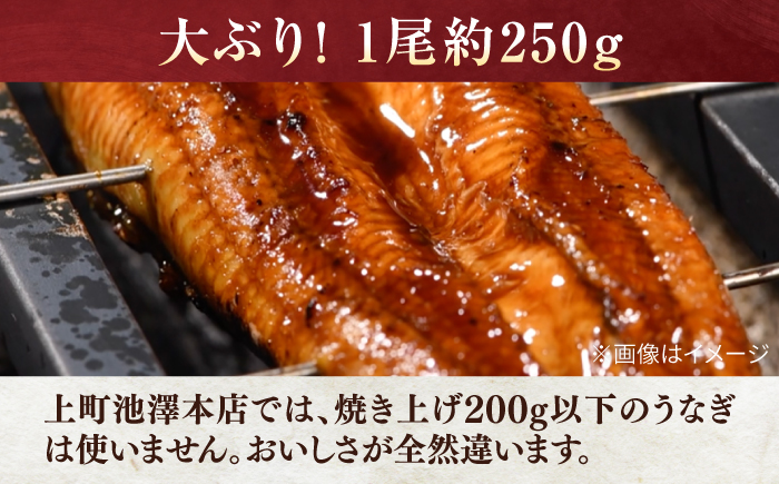 高知産 うなぎ 蒲焼き 3尾入（約250g×3尾） / 国産 うなぎ 鰻 ウナギ 蒲焼 味付き 【池澤本店】 [ATAU007]