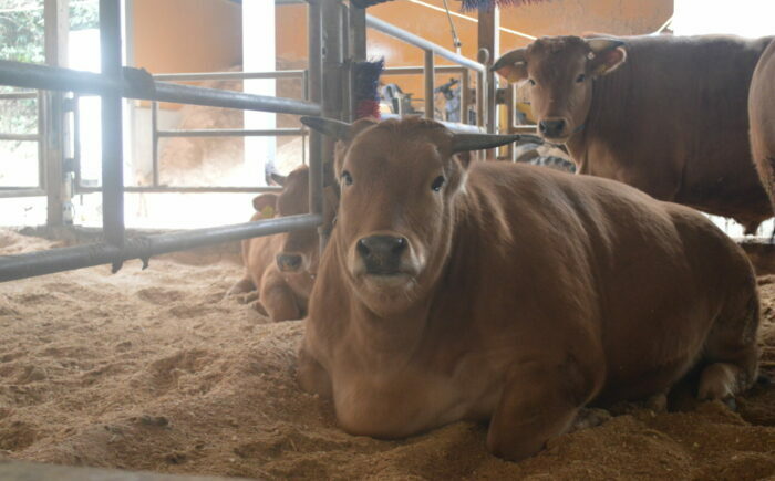 土佐あかうし サーロイン ステーキ 約400g（約200g×2）/ 贈答用 あかうし 土佐 土佐和牛 和牛 牛 肉 お肉 食品 冷凍 高知 【高知県食肉センター株式会社】 [ATFC028]