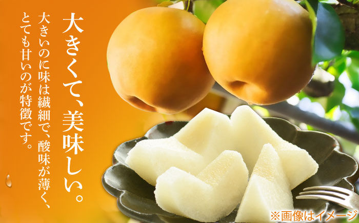 まるはり新高梨（約800g×2玉入） 〈2026年9月下旬〜2026年10月上旬頃発送〉 / 新高梨 梨 果物 フルーツ デザート 【高知市農業協同組合】 [ATBK001]