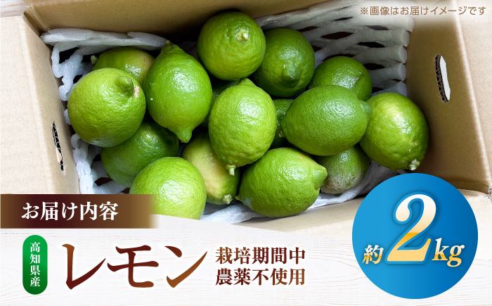 【先行予約】 レモン 約2kg 栽培期間中農薬不使用 〈2026年10月上旬～2026年12月末〉 / 高知 レモン 果物 柑橘 フルーツ デザート 調味料 料理 【川渕果樹園】 [ATHX008]