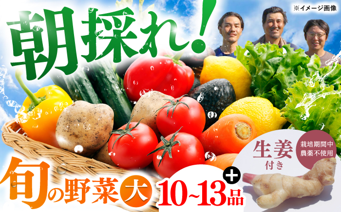 土佐の太陽をいっぱいに浴びた旬の野菜生姜約100gのセット「大」【土佐野菜】 [ATBA004]