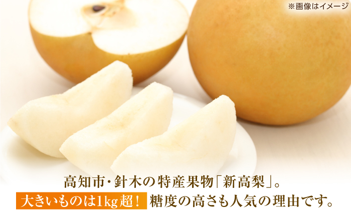 【先行予約】 新高梨 約3kg（5玉） 〈2026年9月20日〜10月末発送〉 / 高知 針木 新高梨 梨 和梨 果物 フルーツ デザート 【川渕果樹園】 [ATHX002]