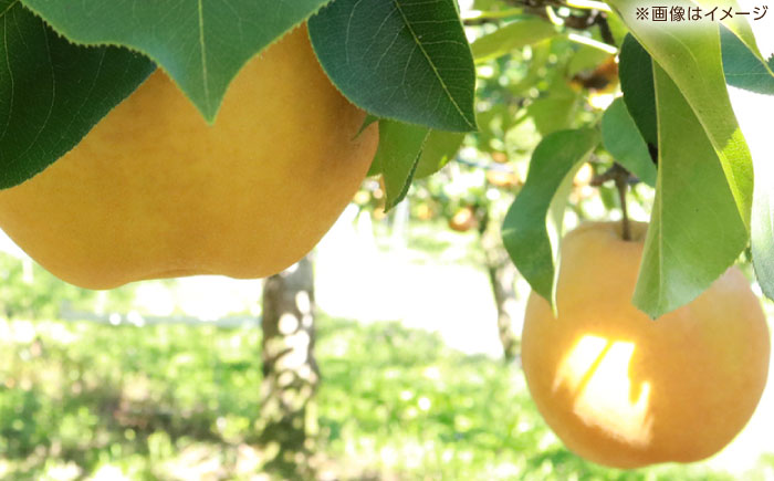 【先行予約】 新高梨 秀 約2.4kg（3玉） 〈2026年9月20日～2026年10月末発送〉 【川渕果樹園】 [ATHX006]