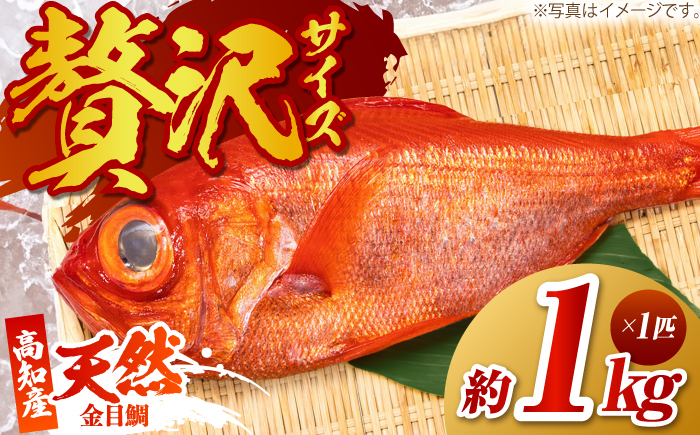 【先行予約】高知県産 天然 金目鯛 約1kg〈2026年2月上旬～2026年11月末発送〉 /内臓・うろこ処理済み 刺身 煮付け たい タイ キンメダイ 【株式会社　四国健商】 [ATAF004]