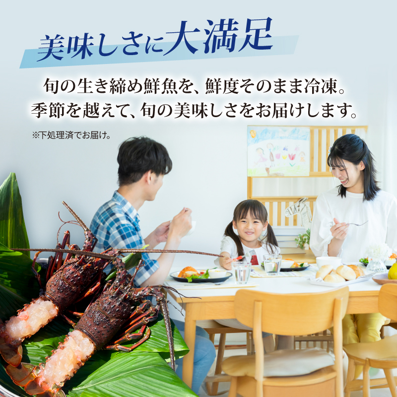 伊勢海老 冷凍 2kg いせえび 海老 えび エビ イセエビ 冬眠冷凍 家庭用 海鮮 鮮度 産地直送 漁師直送 刺し身 味噌汁 だし ふるさと納税 高知県 室戸市
