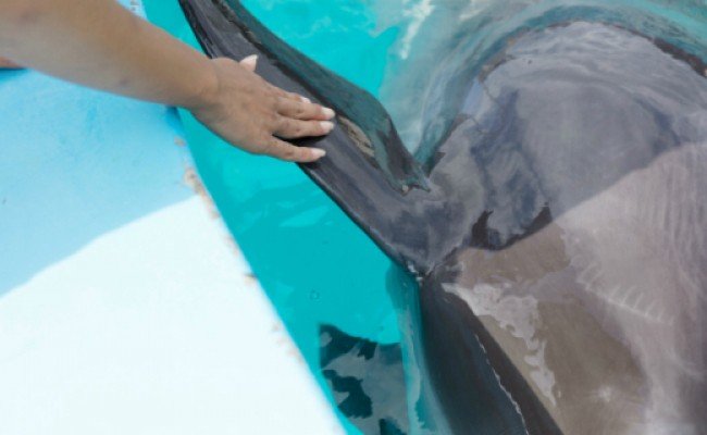 トレーナー体験２名（中学生以上）