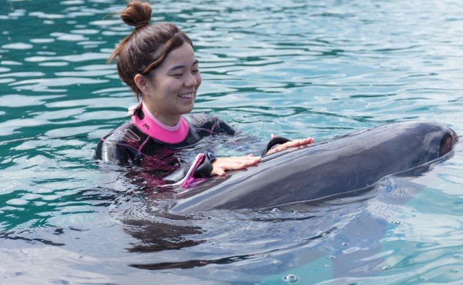 ドルフィンスイム３名（中学生以上）