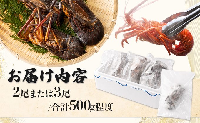 室戸産活冷伊勢海老【２〜３尾】＜室戸獲れイセエビ＞