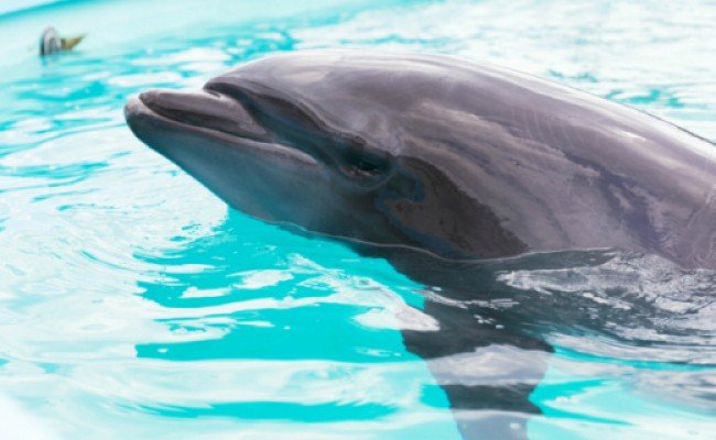 トレーナー体験２名（中学生以上）