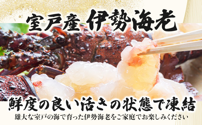 室戸産活冷伊勢海老【２〜３尾】＜室戸獲れイセエビ＞