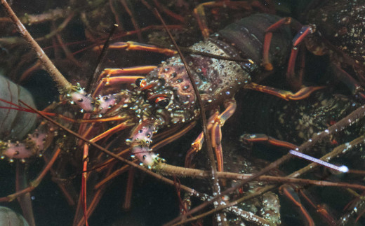 【 捌き方レシピ ・ 軍手付き 】活きイセエビ漁師直送！！1.5㎏以上（2～4尾、3～4人前）伊勢エビ 伊勢海老 えび 産地直送 送料無料 エビフライ 刺身 豊栄丸 高知県 室戸市