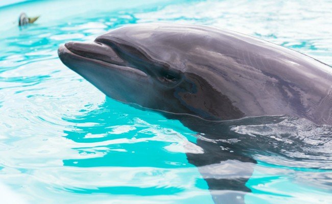 ドルフィンスイム２名（中学生以上）