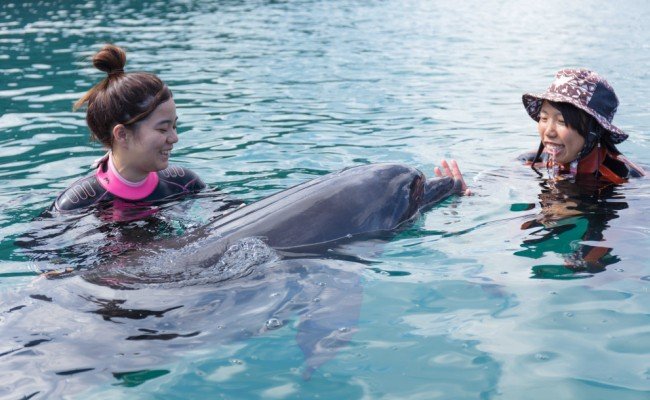 ドルフィンスイム２名（５歳以上小学生）