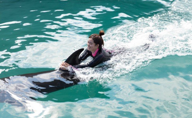 ドルフィンスイム２名（５歳以上小学生）