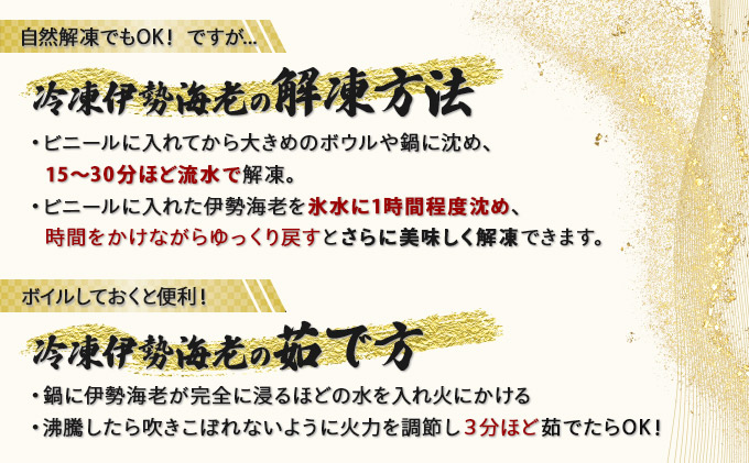 室戸産活冷伊勢海老【２〜３尾】＜室戸獲れイセエビ＞