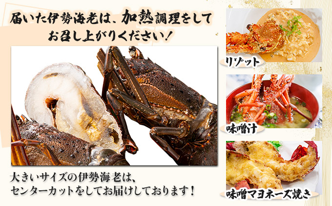 室戸産活冷伊勢海老【２〜３尾】＜室戸獲れイセエビ＞