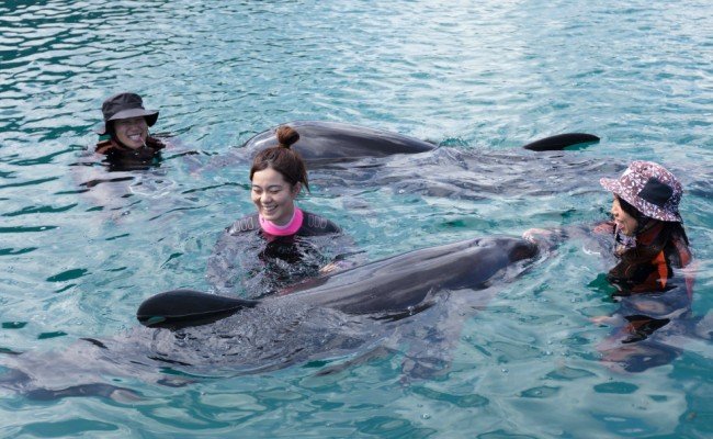 ドルフィンスイム２名（中学生以上）