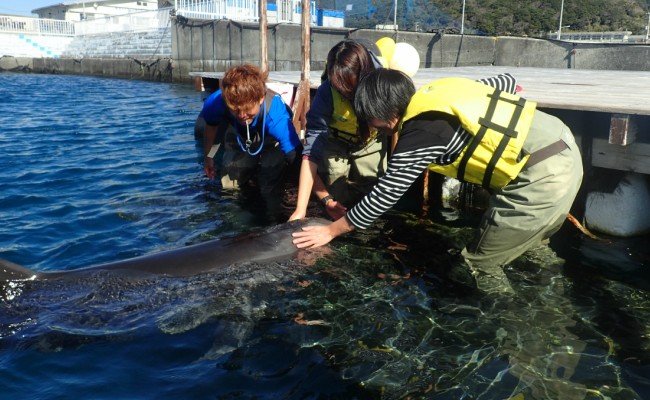 浅瀬ふれあい体験２名（５歳以上小学生）