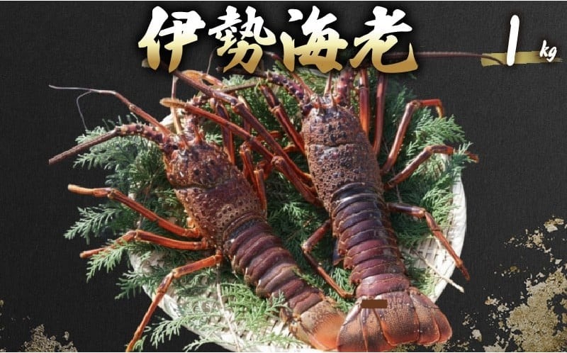 伊勢海老 1kg(3尾～5尾＋タビエビ) 冷蔵 活き伊勢海老 室戸産 国産 エビ えび 海鮮 魚介 産地直送 プリプリ 味噌汁 刺身 焼き物 汁物 室戸海洋深層水 黒潮 高知県 室戸市