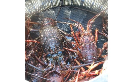 活 伊勢海老 訳あり 500g(1～3匹) 冷蔵 – 活き伊勢海老 訳あり 室戸産 国産 エビ えび 海鮮 魚介 産地直送 プリプリ 味噌汁 刺身 焼き物 汁物 室戸海洋深層水 黒潮 高知県 室戸市 ki001