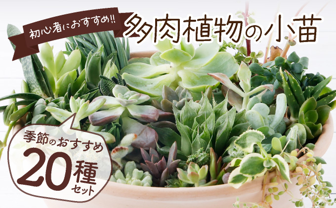 多肉植物の小苗２０本セット（２０種類アソート）