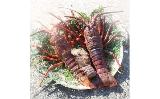 活 伊勢海老 訳あり 500g(1～3匹) 冷蔵 – 活き伊勢海老 訳あり 室戸産 国産 エビ えび 海鮮 魚介 産地直送 プリプリ 味噌汁 刺身 焼き物 汁物 室戸海洋深層水 黒潮 高知県 室戸市 ki001