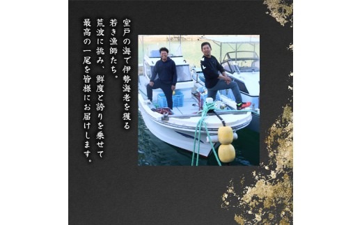 活 伊勢海老 訳あり 500g(1～3匹) 冷蔵 – 活き伊勢海老 訳あり 室戸産 国産 エビ えび 海鮮 魚介 産地直送 プリプリ 味噌汁 刺身 焼き物 汁物 室戸海洋深層水 黒潮 高知県 室戸市 ki001