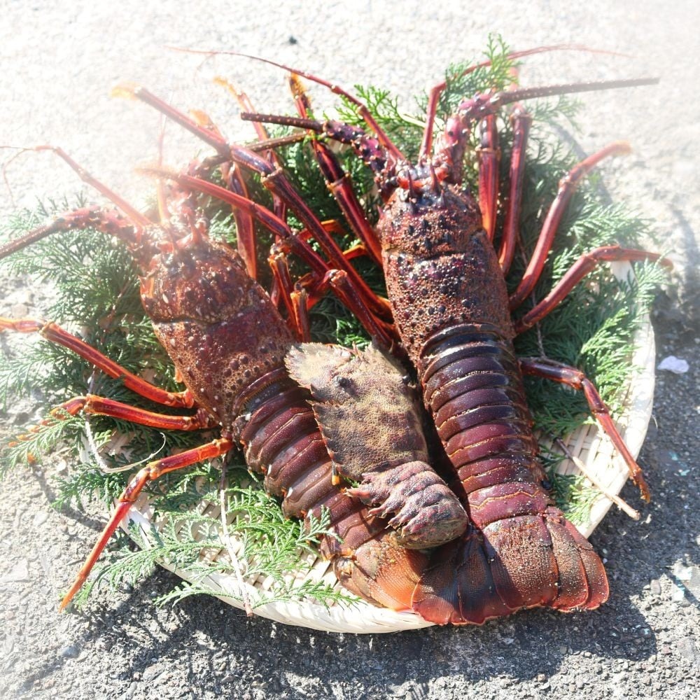 莨雁兇豬キ閠 2kg(5蟆セス7蟆セシ九ち繝薙お繝) 蜀キ阡オ 豢サ縺堺シ雁兇豬キ閠 螳、謌ク逕」 蝗ス逕」 繧ィ繝 縺医ウ 豬キ魄ョ 鬲壻サ 逕」蝨ー逶エ騾 繝励Μ繝励Μ 蜻ウ蝎梧ア 蛻コ霄ォ 辟シ縺咲黄 豎∫黄 螳、謌ク豬キ豢区キア螻、豌エ 鮟呈スョ 鬮倡衍逵 螳、謌ク蟶 ki006