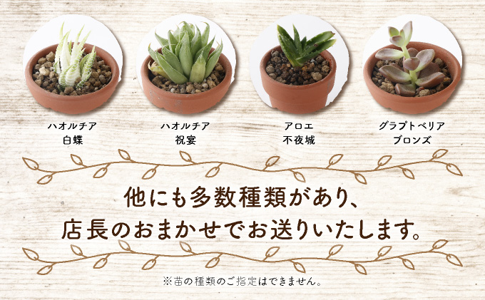 多肉植物の小苗４０本セット（４０種類アソート）