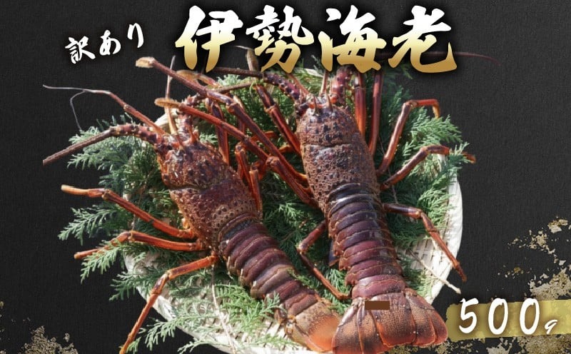 活 伊勢海老 訳あり 500g(1～3匹) 冷蔵 – 活き伊勢海老 訳あり 室戸産 国産 エビ えび 海鮮 魚介 産地直送 プリプリ 味噌汁 刺身 焼き物 汁物 室戸海洋深層水 黒潮 高知県 室戸市 ki001